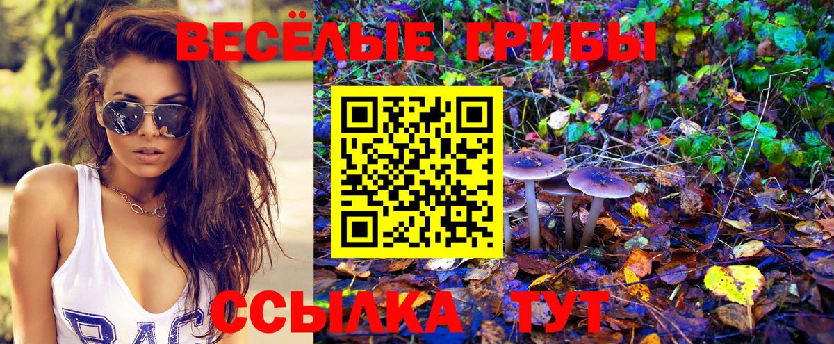 Псилоцибиновые грибы Psilocybe Кольчугино